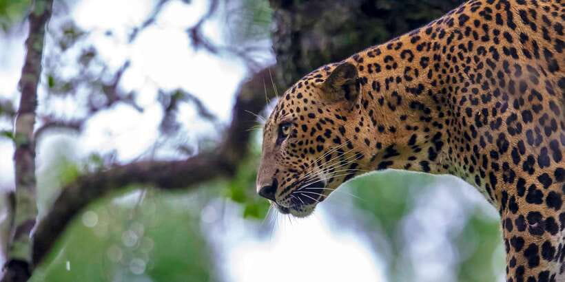 Colombo/Bentota/Kalutara/Ahungalla: Yala Safari Tour - Yala Safari Highlights, in Plain Terms