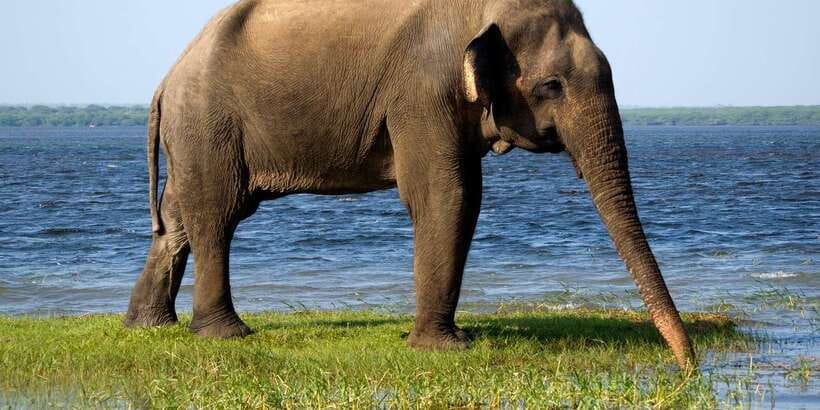 Colombo/Bentota/Kalutara/Ahungalla: Yala Safari Tour - Why This One-Day Yala Jeep Safari Works