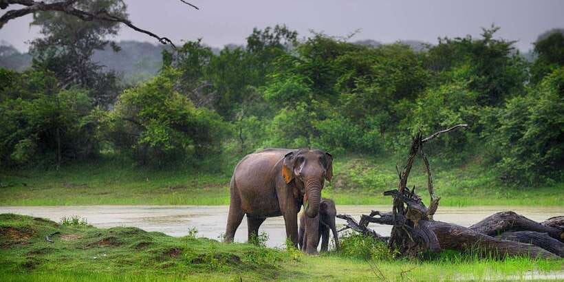 Colombo/Bentota/Kalutara/Ahungalla: Yala Safari Tour - The Jeep Safari Portion: How the Day Moves Inside the Park