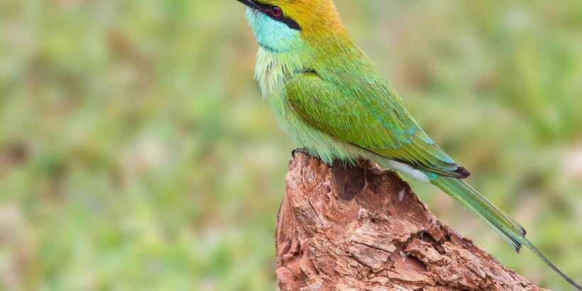 Colombo/Bentota/Kalutara/Ahungalla: Yala Safari Tour - Wildlife Targets That You Should Actually Watch For