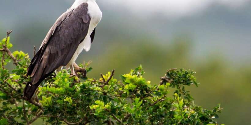 Colombo/Bentota/Kalutara/Ahungalla: Yala Safari Tour - The Real Cost: Tour Price Plus Yala Entrance Fee