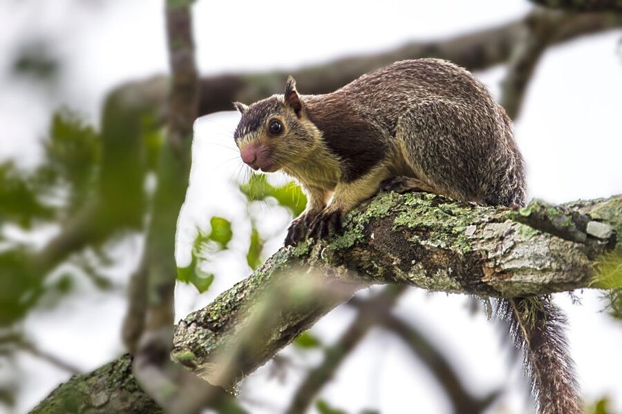 Colombo/Bentota/Kalutara/Ahungalla: Yala Safari Tour - What a Great Day Actually Feels Like