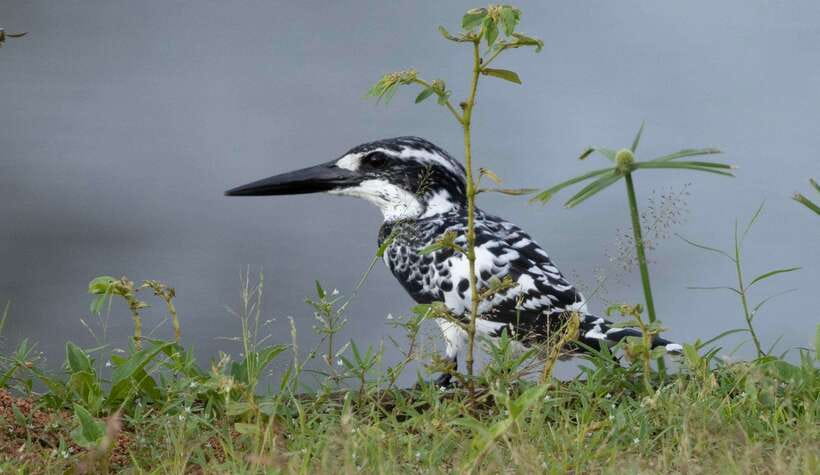 Colombo: Bird watching around Colombo-Guided Tour - 06 hours - Key highlights you should know