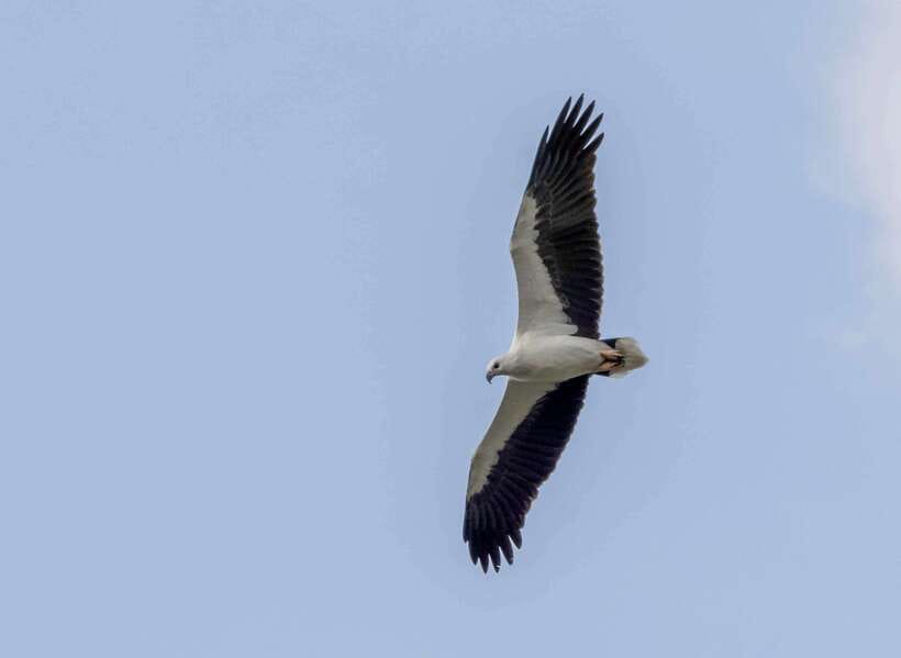 Colombo: Bird watching around Colombo-Guided Tour - 06 hours - Why Colombo birding is surprisingly satisfying in 6 hours
