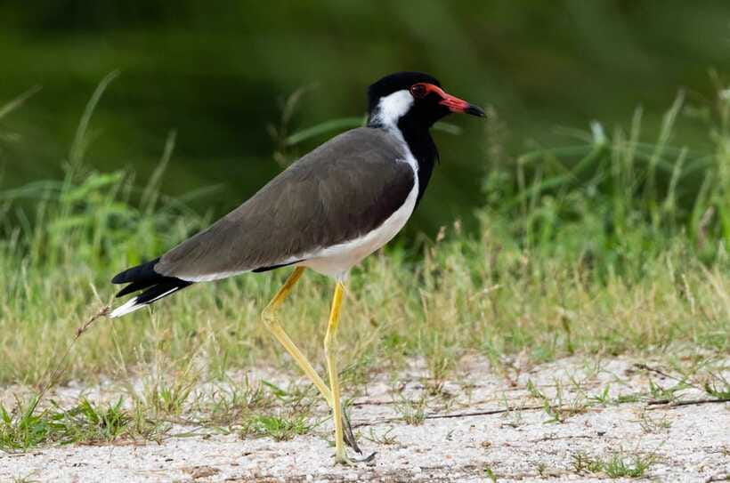 Colombo: Bird watching around Colombo-Guided Tour - 06 hours - Stop-by-stop: what your 2.5 hours of wildlife viewing is really like