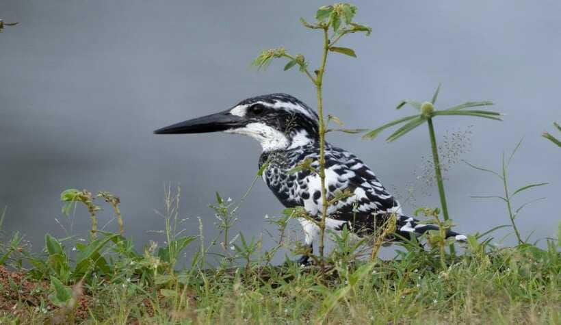 Colombo: Bird watching around Colombo-Guided Tour - 06 hours - Price and logistics: is $76 per person good value?