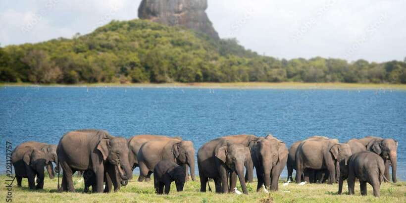 Colombo/Negombo to Sigiriya, Dambulla & Jeep Safari Day Tour - Sigiriya and Dambulla in One Long Day: The Big Trade-Off