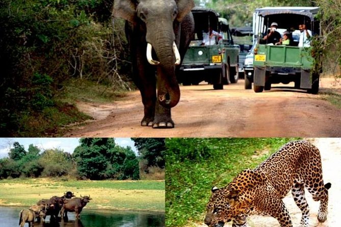 Colombo to Kandy,Ella & Yala 3 Day Tour - Nuwara Eliya to Ella to Yala: Waterfalls Time and a Big Wildlife Zone
