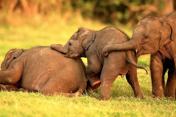 Colombo to Trincomalee Shuttle & Safari Drive - Key things that make this Colombo to Trincomalee safari transfer worth your time