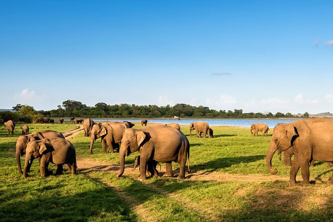 Colombo to Trincomalee Shuttle & Safari Drive - Turning a transfer into real wildlife time (instead of just getting there)