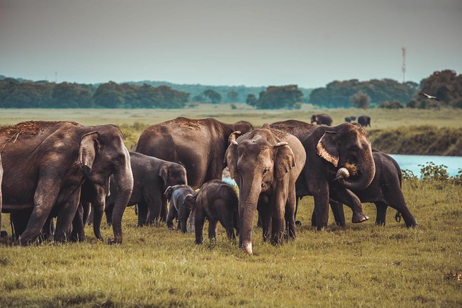 Colombo to Trincomalee Shuttle & Safari Drive - Food, snacks, and bottled water for a long wildlife day