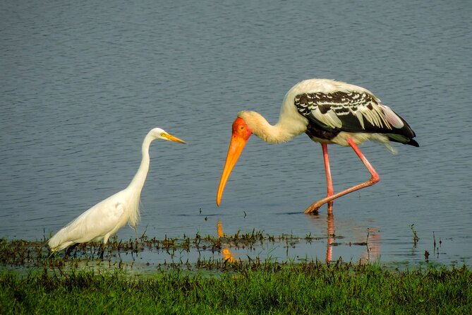 Colombo to Trincomalee Shuttle & Safari Drive - Price and value: is $140 per person fair for this route?