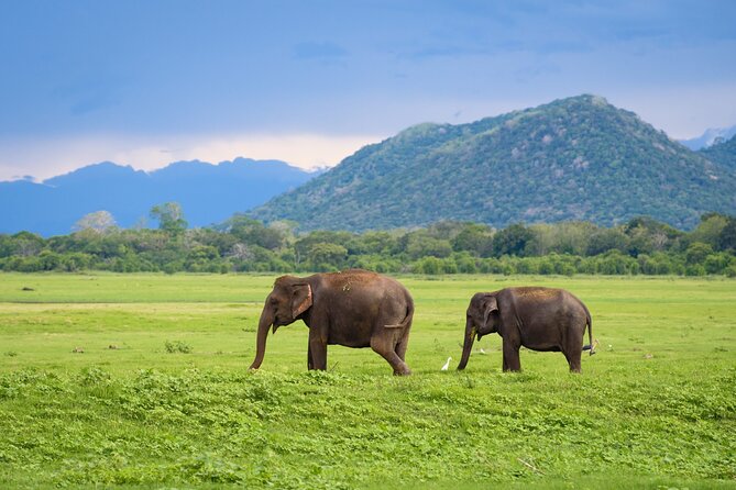Colombo to Trincomalee Shuttle & Safari Drive - Who should book this one-way safari transfer, and who should skip it