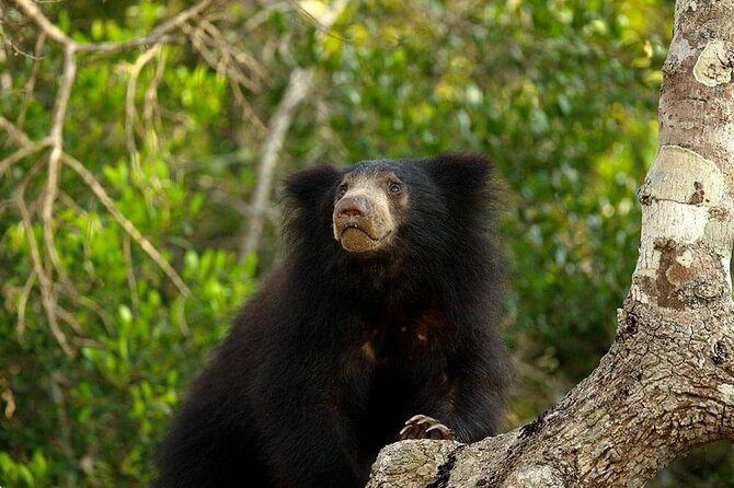 Day Excursion to Yala National Park From Colombo - Yala National Park safari from Colombo, what makes this day tick