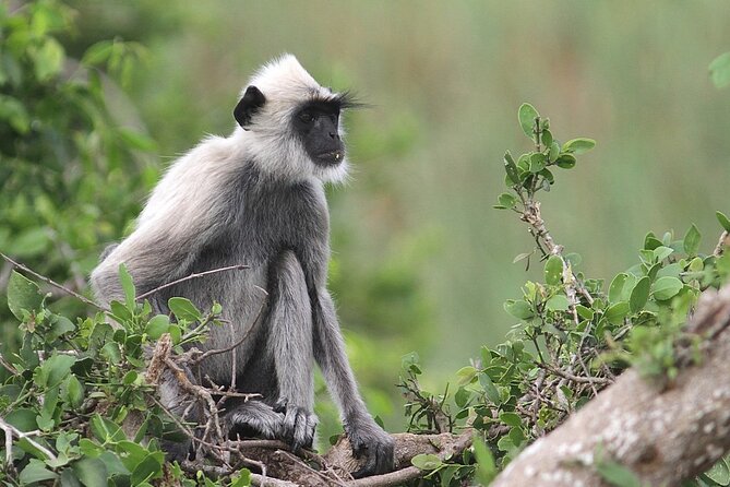Day Excursion to Yala National Park From Colombo - Bentota, Hikkaduwa, Galle, Matara, and why this drive is more than just transit