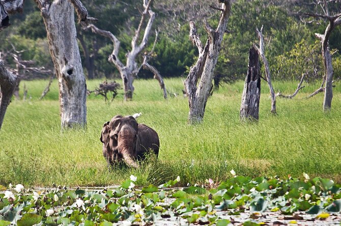 Day Excursion to Yala National Park From Colombo - Arriving at Yala: size, habitats, and the wildlife focus