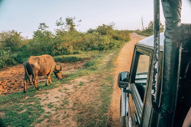Day Excursion to Yala National Park From Colombo - Included comfort perks: water, fruits, and king coconut