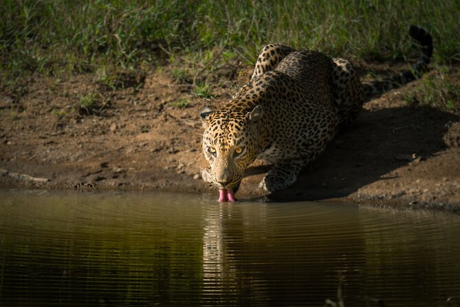 Day Excursion to Yala National Park From Colombo - Price and the real cash you should budget