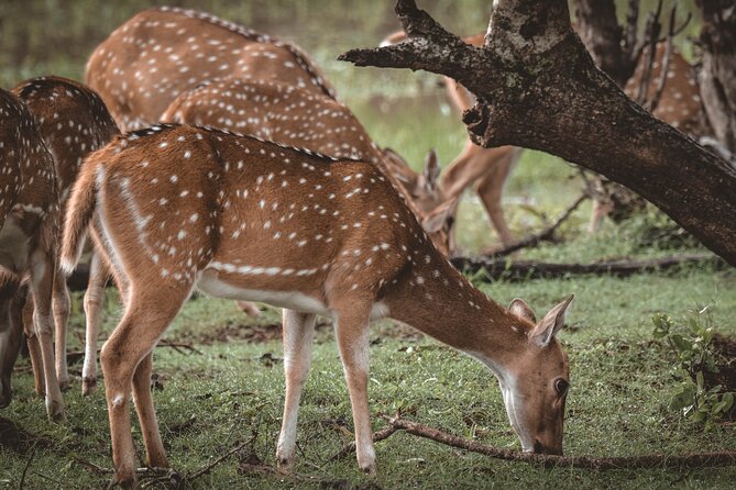 Day Excursion to Yala National Park From Colombo - The 6:00 am Colombo pickup and the road ahead