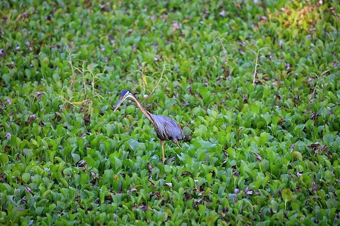 Day Tour to Anawilundawa Wetland Sanctuary - A Day Tour Built for Bird Lovers (and Patient Eyes)