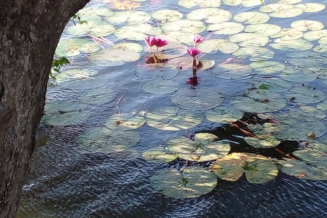 Day Tour to Anawilundawa Wetland Sanctuary - Temple Bonus Stops: Culture Without the Overkill