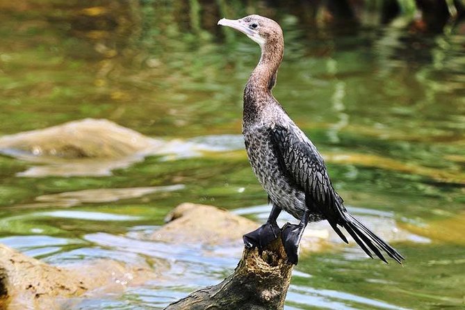 Day Tour to Anawilundawa Wetland Sanctuary - Entering Anawilundawa Wetland Sanctuary: 150+ Species in One Place