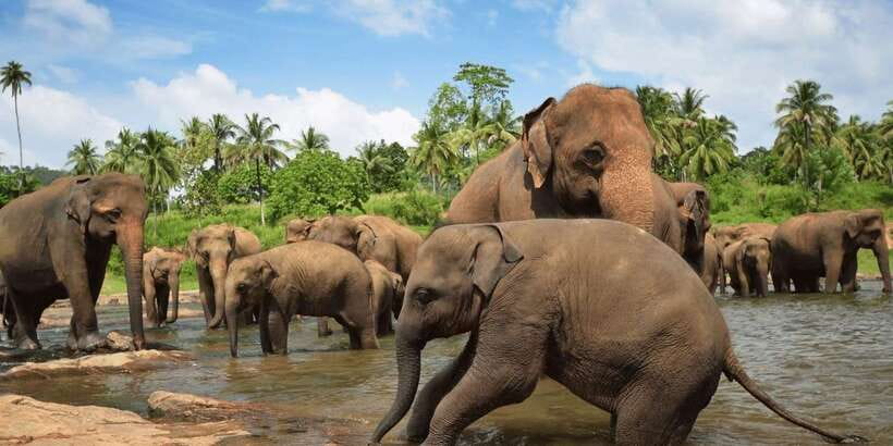 Day Tour to Elephant Orphanage / spice garden - Key things that make this tour work