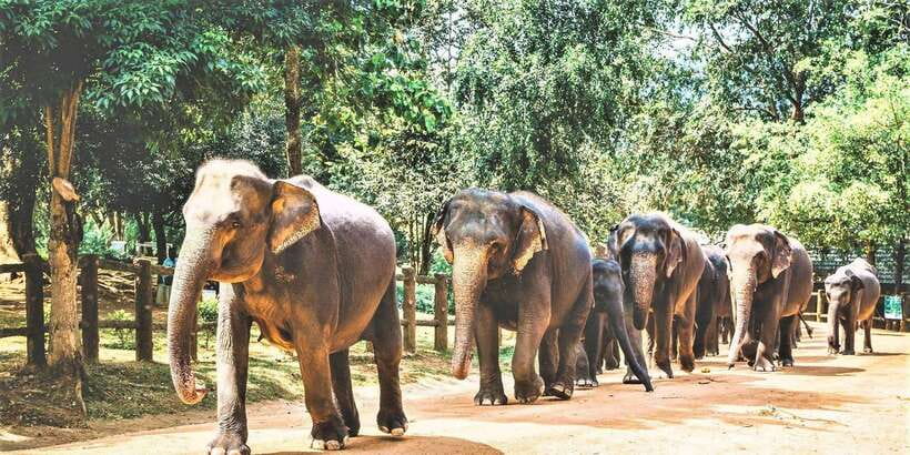 Day Tour to Elephant Orphanage / spice garden - Why Pinnawala is the fastest elephant experience from Colombo