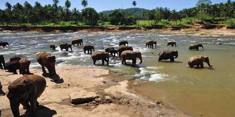Day Tour to Elephant Orphanage / spice garden - Pinnawala Elephant Orphanage: river-bath viewing and baby milk moments