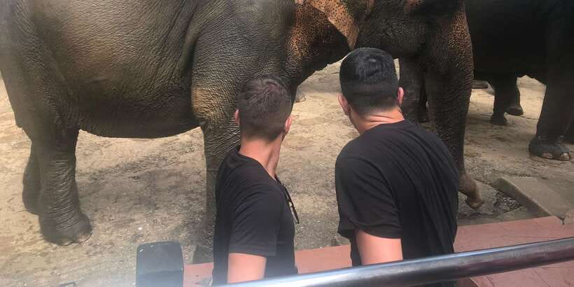 Day Tour to Elephant Orphanage / spice garden - Elephant site ethics and the reality of paying at the perimeter