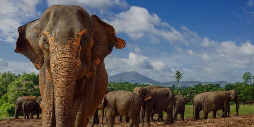 Day Tour to Elephant Orphanage / spice garden - Colombo pickup, the road time, and how to use it well