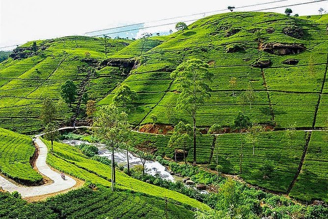 Day Tour to Nuwara Eliya from Kandy by Lux Tours Lanka - Key highlights to know before you go