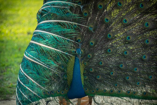 Day Tour to Wilpattu National Park from Colombo - Colombo to Wilpattu, The One-Day Plan That Works
