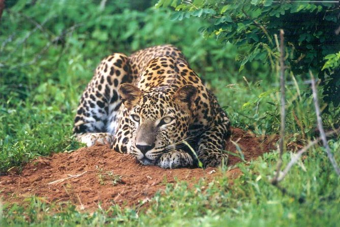 Day Tour to Wilpattu National Park from Colombo - The 4X4 Jeep Safari Experience (and What to Expect Inside It)