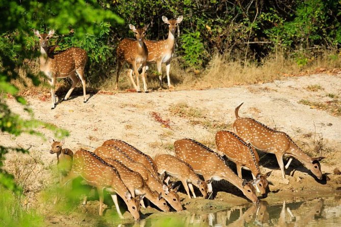 Day Tour to Wilpattu National Park from Colombo - Colombo History Stop, Quick Context Without Dragging the Day