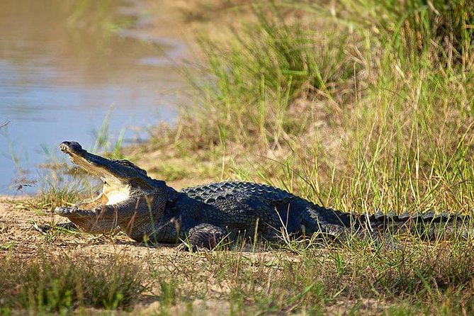 Day Tour to Wilpattu National Park from Colombo - Wildlife Moments That Make the Long Day Feel Worth It