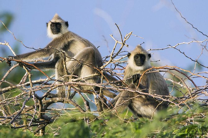 Day Tour to Wilpattu National Park from Colombo - WiFi Onboard, King Coconut, and Other Small Comforts That Add Up