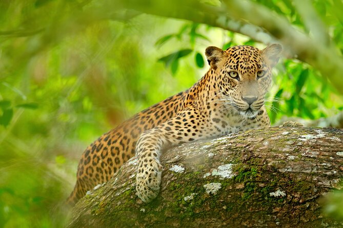 Day Tour to Wilpattu National Park from Colombo - Wilpattu National Park, Where the Lakes Shape the Wildlife