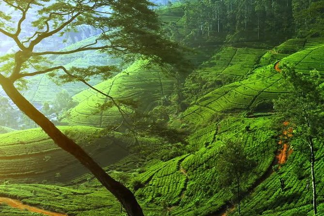 Day Trip to Nuwara Eliya with Kingfisher Tours - How the Colombo to Nuwara Eliya day trip actually runs