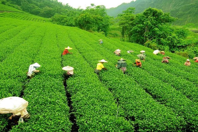 Day Trip to Nuwara Eliya with Kingfisher Tours - Price and value: what $160 per group includes, and what you pay separately