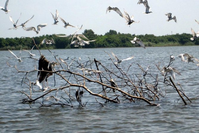 Exclusive: Muthurajawela Bird Watching Tour with Transfers - Mangroves, Footpaths, and the Small Stuff That Makes It Feel Worth It