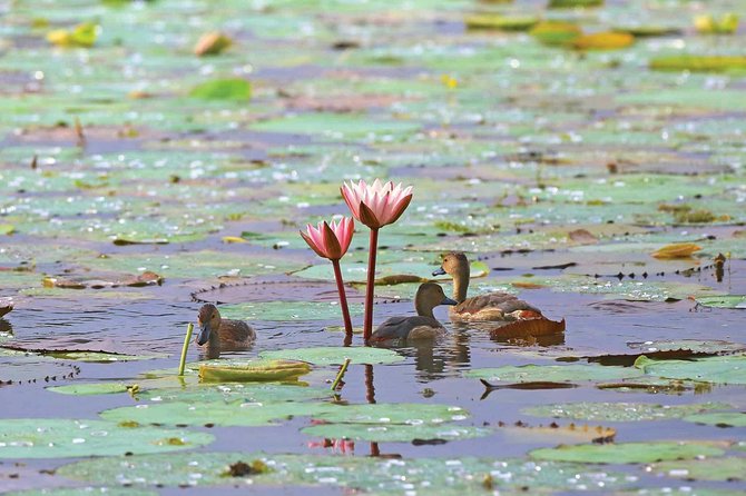 Exclusive: Muthurajawela Bird Watching Tour with Transfers - Duration, Timing, and What the Day Feels Like