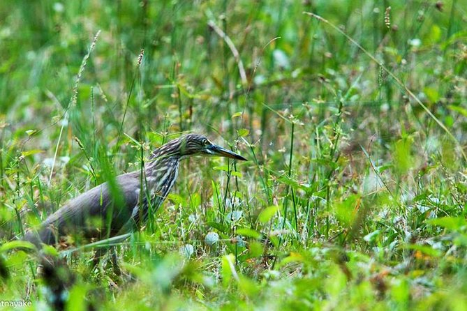 Exclusive: Muthurajawela Bird Watching Tour with Transfers - Price and Value: Is $35 a Good Deal?