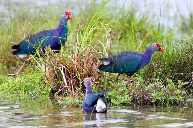 Exclusive: Muthurajawela Bird Watching Tour with Transfers - Possible Drawbacks and How to Handle Them