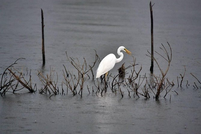 Exclusive: Muthurajawela Bird Watching Tour with Transfers - Getting There by Tuk-Tuk from Negombo (And Why It’s Not Just Transit)