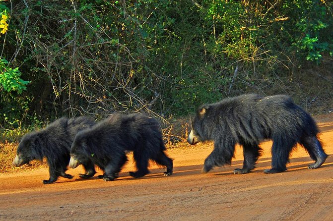 Exclusive : Overnight Leopard Safari with Luxury Glamping - Entering Yala With a Full, Two-Game-Drive Schedule