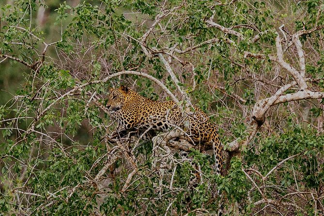 Exclusive : Overnight Leopard Safari with Luxury Glamping - 2:30 pm First Game Drive: How to Maximize Your Leopard Odds
