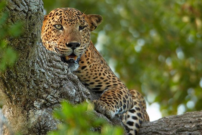 Exclusive : Overnight Leopard Safari with Luxury Glamping - Alfresco Shower and Campfire Drinks at 6:30 pm