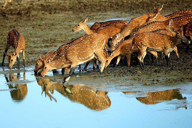 Exclusive : Overnight Leopard Safari with Luxury Glamping - The Dawn Game Drive: Why Early Light Helps