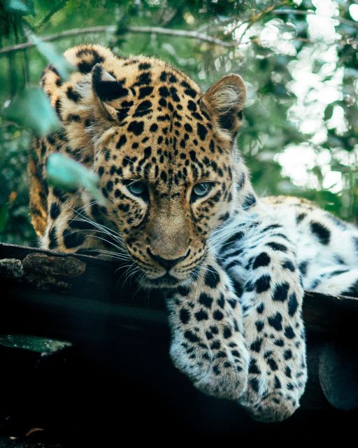 Explore the MAGIC of Sri Lanka in 7days -4 Star hotels Incl. - Nuwara Eliya to Ella: Nine Arches Bridge, Little Adam’s Peak, and Gregory Lake